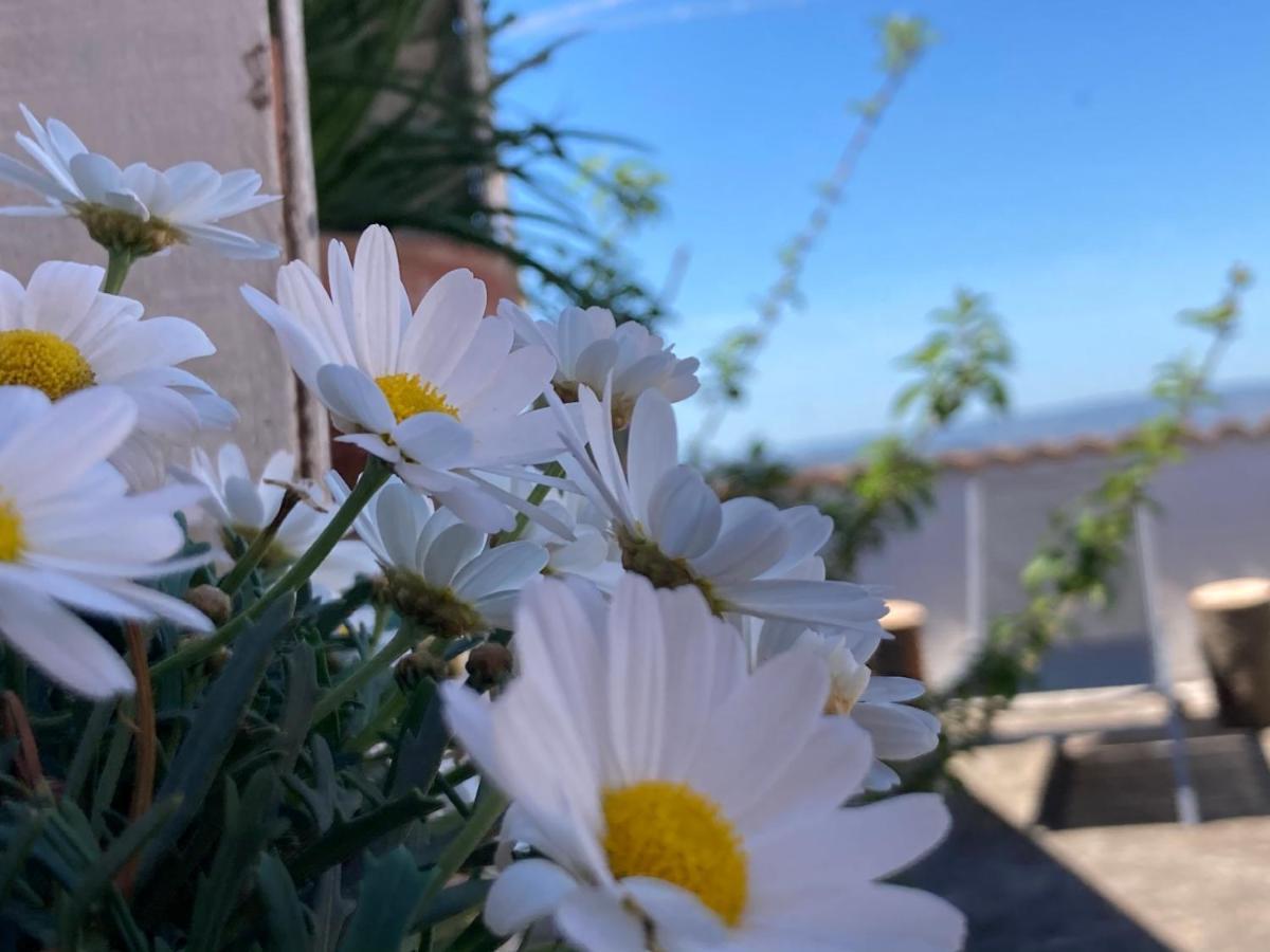 Canduleri أورغوسولو المظهر الخارجي الصورة